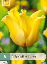 X   5 TULIPA YELLOW CROWN