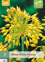 X   7 ALLIUM YELLOW FANTASY