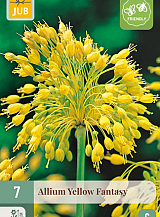 X   7 ALLIUM YELLOW FANTASY