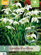 X   7 GALANTHUS FLORE PLENO