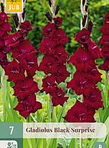 X 7 GLADIOLUS BLACK SURPRISE