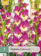 X 7 GLADIOLUS EXTRAVERT