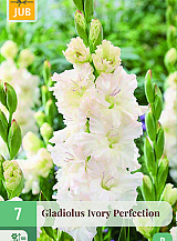X 7 GLADIOLUS IVORY PERFECTION