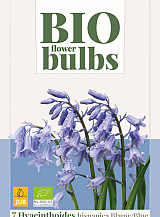X   7 HYACINTHOIDES HISPANICA BLAUW - BIO