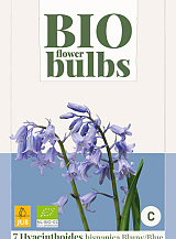 X   7 HYACINTHOIDES HISPANICA BLAUW - BIO
