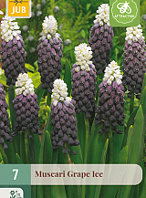 X   7 MUSCARI GRAPE ICE