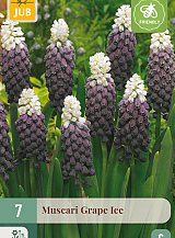 X 7 MUSCARI GRAPE ICE