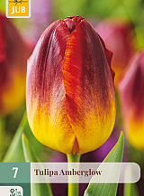 X   7 TULIPA AMBERGLOW