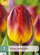 X 7 TULIPA AMBERGLOW