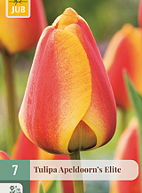 X   7 TULIPA APELDOORNS ELITE