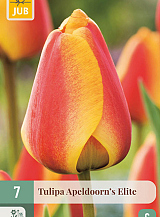 X   7 TULIPA APELDOORNS ELITE