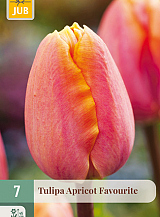 X   7 TULIPA APRICOT FAVOURITE