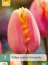 X   7 TULIPA APRICOT FAVOURITE