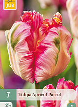 X   7 TULIPA APRICOT PARROT