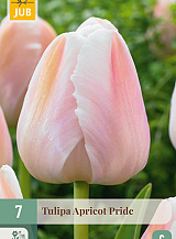 X   7 TULIPA APRICOT PRIDE