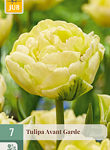 X   7 TULIPA AVANT GARDE