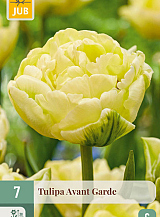 X   7 TULIPA AVANT GARDE