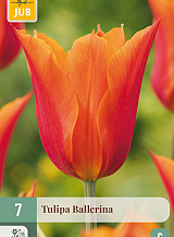 X 7 TULIPA BALLERINA