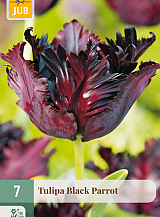 X   7 TULIPA BLACK PARROT