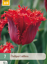 X   7 TULIPA CALIBRA