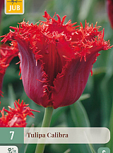X 7 TULIPA CALIBRA