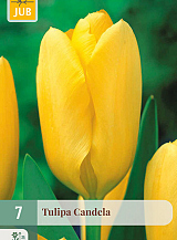 X   7 TULIPA CANDELA