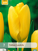 X   7 TULIPA CANDELA
