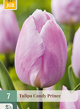 X   7 TULIPA CANDY PRINCE