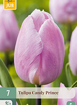 X   7 TULIPA CANDY PRINCE