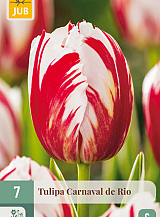 X   7 TULIPA CARNAVAL DE RIO
