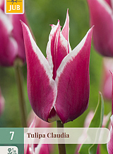 X   7 TULIPA CLAUDIA
