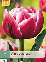 X   7 TULIPA COLUMBUS