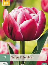 X   7 TULIPA COLUMBUS