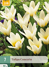 X   7 TULIPA CONCERTO