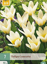 X   7 TULIPA CONCERTO