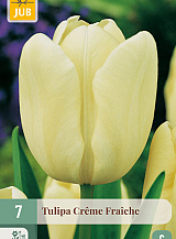 X   7 TULIPA CREME FRAICHE