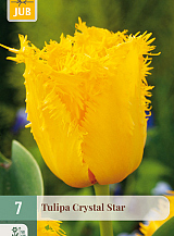X   7 TULIPA CRYSTAL STAR