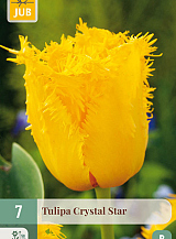 X   7 TULIPA CRYSTAL STAR