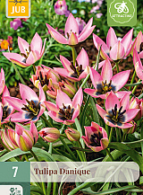 X   7 TULIPA DANIQUE