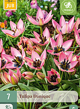 X   7 TULIPA DANIQUE