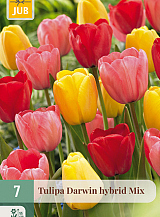 X   7 TULIPA DARWIN HYBRIDE MIX