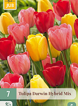 X   7 TULIPA DARWIN HYBRIDE MIX