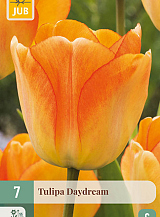 X   7 TULIPA DAYDREAM