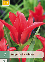 X   7 TULIPA DOLLS MINUET