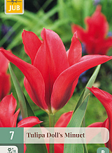 X 7 TULIPA DOLLS MINUET