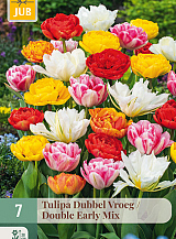 X   7 TULIPA DUBBEL VROEG MIX
