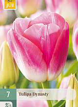 X   7 TULIPA DYNASTY