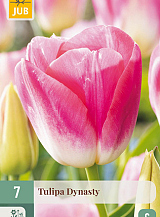 X   7 TULIPA DYNASTY