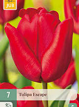X 7 TULIPA ESCAPE