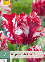 X   7 TULIPA ESTELLA RIJNVELD
